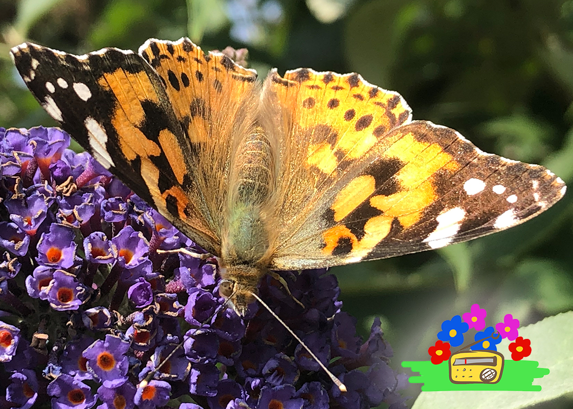 Radiotuin Filmpje 4: Vrolijk fladderende vlinders