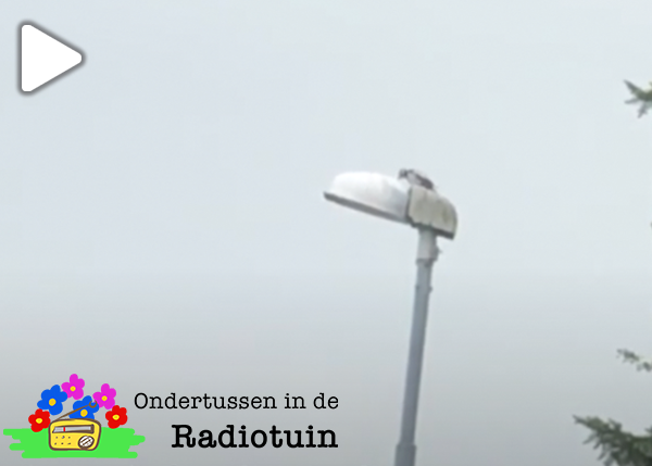 Radiotuin Filmpje 5: Specht roffelt op bomen en lantaarns