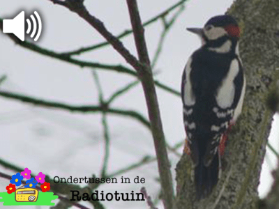 Radiotuin Podcast 10: Lente op komst, en specht wil&nbsp;aandacht