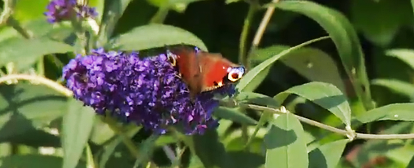 Tip uit het vlinderparadijs in Ovezande: maak een zaadbommetje