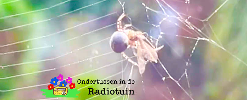 Hap hap hap… lekker&nbsp;vliegje