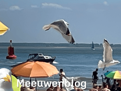 Tropisch Zeeland biedt veel eet-kansen voor&nbsp;strandmeeuwen