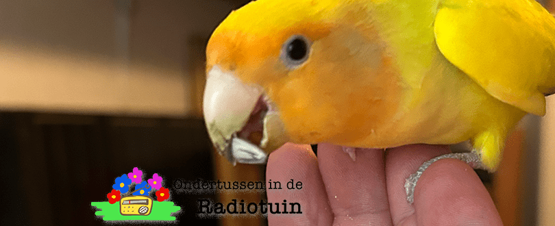 Vliegt er opeens een tam vogeltje op je&nbsp;schouder