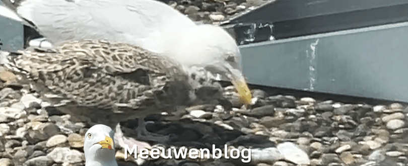 Pedagogiek in meeuwenstijl: zó moet je&nbsp;eten