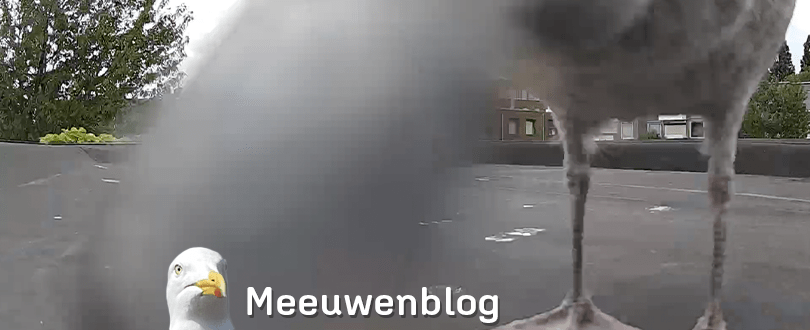 Nieuwsgierige aagjes happen naar de camera (en naar&nbsp;nootjes)