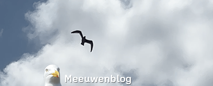 Vrolijk vliegende jonge meeuw blijkt een&nbsp;mankepoot