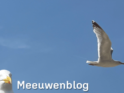 Dat was het dan. Dag&nbsp;meeuwen!