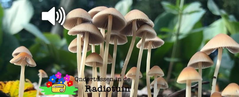 Het plooirokje en andere paddenstoelenfeitjes