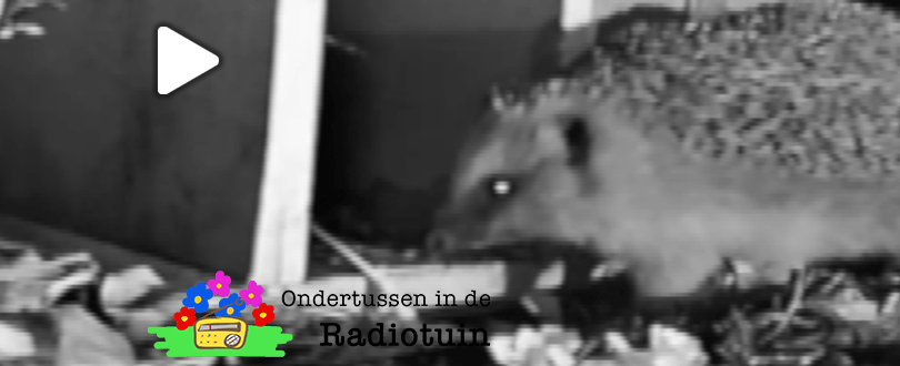 Ad krijgt twee egels te logeren en hoopt op&nbsp;kleintjes