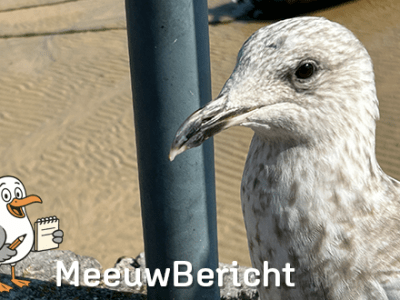 Red je frietjes door te schreeuwen tegen de&nbsp;meeuwen