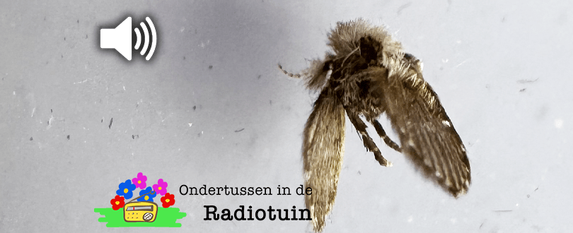 Kruipt er een diertje met vleugeltjes uit je&nbsp;wasbak!