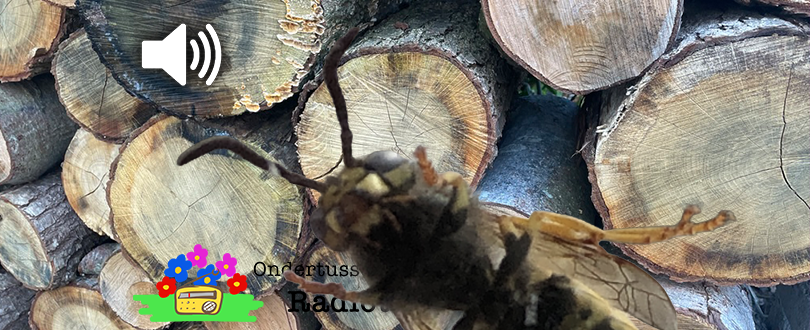 Waar blijft toch… de&nbsp;wesp?