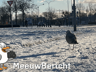 Meeuw in de&nbsp;sneeuw