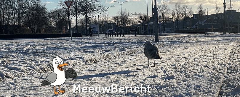 Meeuw in de&nbsp;sneeuw