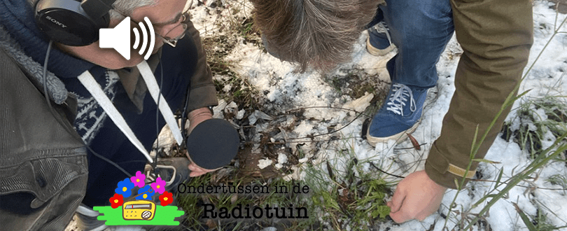 Op rozetten-jacht: zoeken naar blaadjes die laag groeien om te&nbsp;overleven