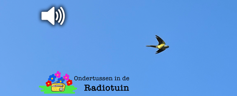 De halsbandparkiet zul je ook in Zeeland steeds vaker zien en&nbsp;horen