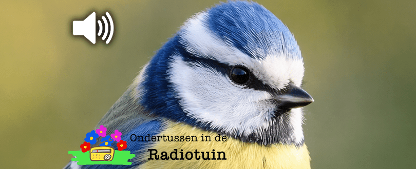 Dat vogeltje met blauwe petje zie je steeds&nbsp;vaker