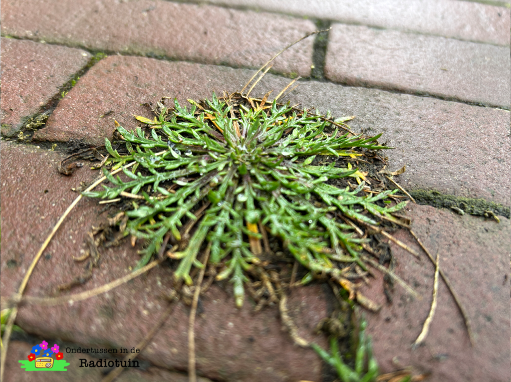 Plantje groeit op plek waar dat eigenlijk niet kan.